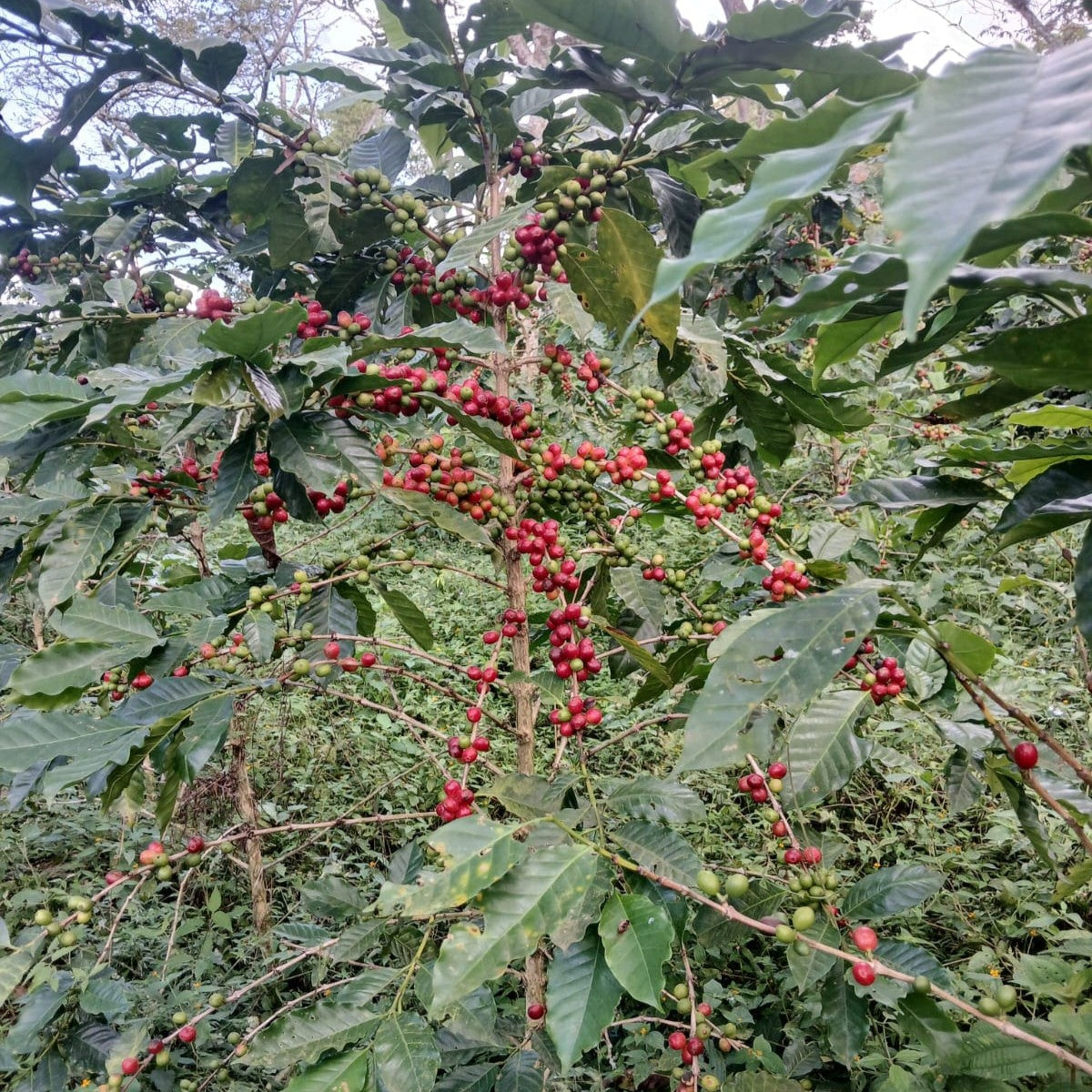 San Cayetano Carbonic Natural Decaf, Guatemala | DECAF ESPRESSO