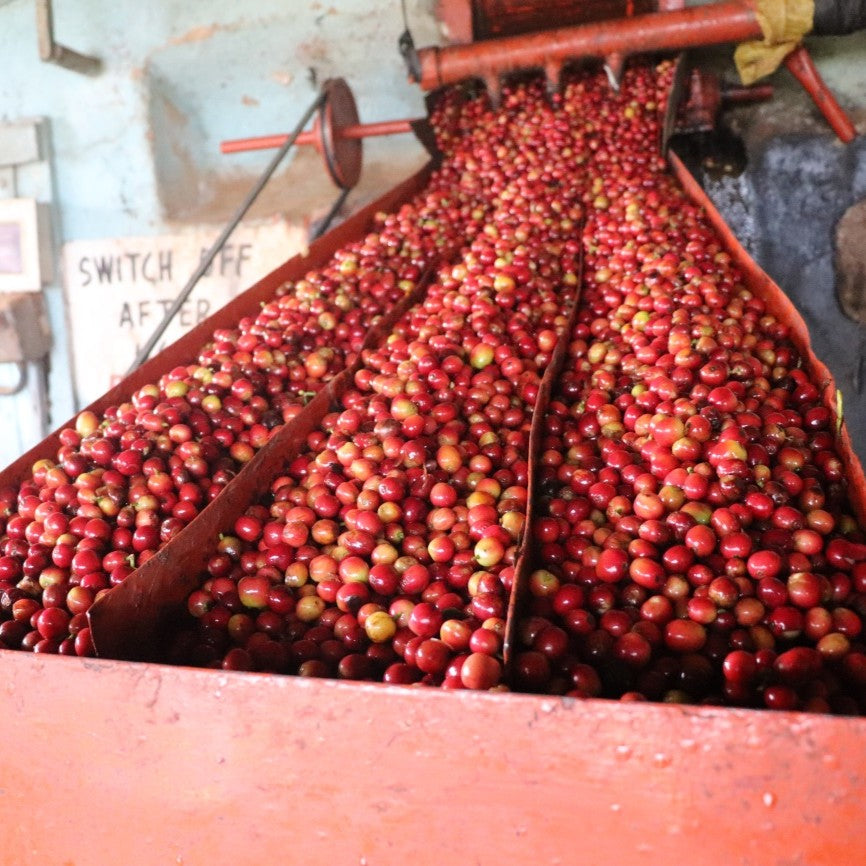 Kagumo AA, Kenya | FILTER
